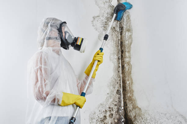 Best Attic Mold Removal  in Onalaska, TX